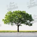 Solitary Green Tree Against Clear Sky: Nature's Serenity and Tranquility