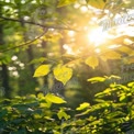 Goldene Sonnenstrahlen, die durch üppige grüne Blätter in einem ruhigen Wald filtern.