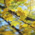 Vibrant Yellow Autumn Leaves Against a Bright Blue Sky