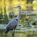 Elegant Grey Heron Standing in Tranquil Wetland Habitat