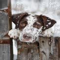 Playful Puppy in Winter Wonderland: Snowy Dog Portrait