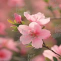 Delicate Pink Azalea Blossoms in Bloom - Spring Floral Beauty