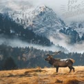 Majestic Elk in Serene Mountain Landscape at Dawn