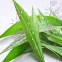 Fresh Green Leaves with Water Droplets - Nature Background for Wellness and Eco-Friendly Themes