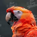 Vibrant Scarlet Macaw Portrait: Exotic Bird Close-Up in Nature