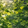 Vibrant Green Leaves in Sunlit Forest - Nature Background for Wellness and Sustainability Themes