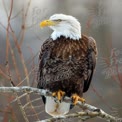 Majestic Bald Eagle Perched on a Branch in Natural Habitat