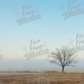 Serene Winter Landscape with Lone Tree in Foggy Field