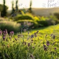 Serene Lavender Fields at Sunset: Nature's Tranquility and Beauty