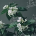 Delicate White Flowers with Green Leaves - Nature's Elegance and Serenity