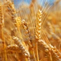 Golden Wheat Field Close-Up: Nature's Harvest and Agriculture Beauty