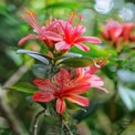 Vibrant Tropical Flowers in Bloom: Nature's Beauty and Colorful Flora