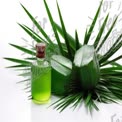 Natural Aloe Vera Oil with Fresh Leaves for Skincare and Wellness