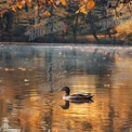 Serene Autumn Reflections: Duck Swimming in Tranquil Lake