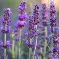 Vibrant Lavender Fields in Bloom: Nature's Serenity and Aromatherapy