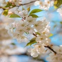 Ramo Delicado de Flor de Cerejeira em Plena Floração Contra um Ceu Azul