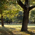 Ruhige Herbstpark-Szene mit sonnenbeschienenen Bäumen und friedlicher Natur