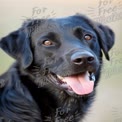 Happy Black Labrador Retriever Portrait with Bright Eyes and Playful Expression