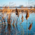 Serene Wetland Landscape with Reeds and Calm Water Reflection