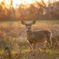 Majestic Doe in Golden Sunset: Serene Wildlife in Natural Habitat