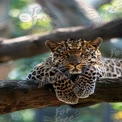 Majestic Leopard Resting on Tree Branch in Lush Greenery