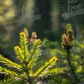 Close-Up of Evergreen Sprout with Sunlight Bokeh in Forest