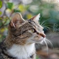 Close-Up de um Gato Tigrado Curioso com Fundo Bokeh Suave