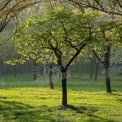 Serene Green Landscape: Lush Tree in Sunlit Forest