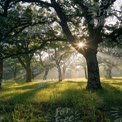 Serene Sunlight Filtering Through Majestic Trees in a Lush Forest