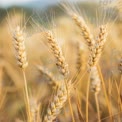 Golden Wheat Field Close-Up: Nature's Bounty and Agricultural Beauty