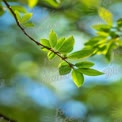 Fresh Green Leaves with Soft Bokeh Background - Nature and Growth Concept