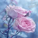 Delicate Pink Roses with Raindrops: Romantic Floral Background