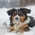 Playful Australian Shepherd Dog in Snowy Winter Landscape