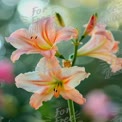 Delicate Pink and Orange Lily Flowers with Soft Bokeh Background