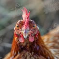 Close-Up of a Vibrant Chicken Head with Detailed Feathers and Expression