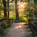 Serene Forest Pathway at Sunrise: Tranquil Nature Walk