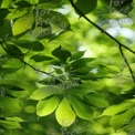 Vibrant Green Leaves in Sunlight - Nature's Serenity and Freshness