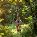 Majestic Giraffe in Lush Green Forest: Nature's Grace and Wildlife Beauty