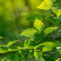 Vibrant Green Leaves in Natural Light - Freshness and Renewal in Nature