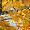 Vibrant Autumn Leaves Against a Bright Blue Sky