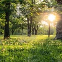 Ruhiger sonnenbeschienener Wald mit blühenden Wildblumen im Frühling