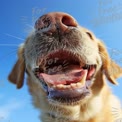 Joyful Golden Retriever with Open Mouth Against Clear Blue Sky