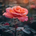 Beautiful Pink Rose with Dew Drops in Soft Morning Light