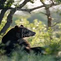 Majestic Brown Bear Relaxing in Sunlit Forest