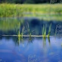 Tranquil Water Reflection: Serene Nature Scene with Reeds in Calm Lake