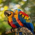 Vibrant Macaws in Love: Colorful Parrots on a Branch with Bokeh Background