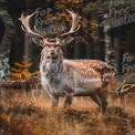 Majestic Fall Fallow Deer in Autumn Forest Landscape