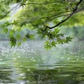 Tranquil Nature Scene: Lush Green Leaves Reflecting on Calm Water