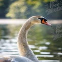 Retrato de Cisne Gracioso em Fundo de Água Serena