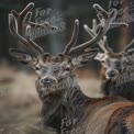 Majestic Stag with Antlers in Natural Habitat - Wildlife Photography